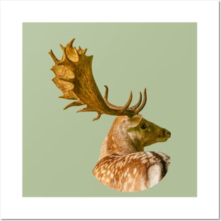 Fallow Buck Posters and Art